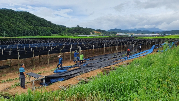 금산군 수해복구지원 (부리면 인삼포)