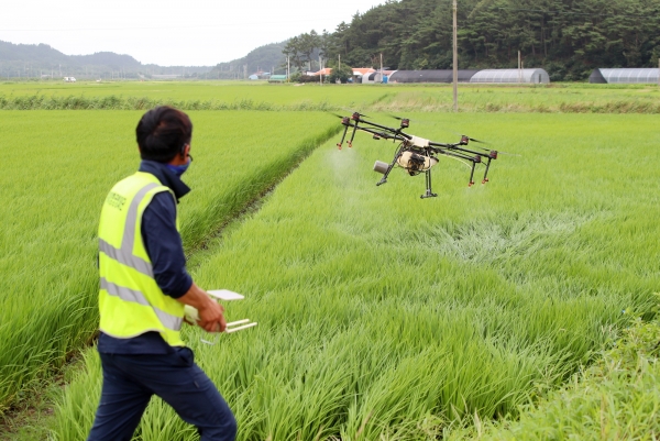벼 드론항공방제 모습