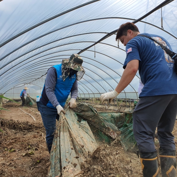 충남 예산 수해피해 수박재배농가 지원 봉사 모습