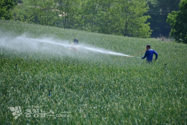 홍성군의 한 마늘농가