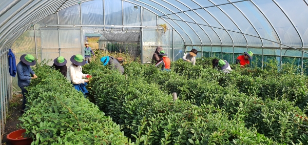 청양군 공직자들 집중호우 피해지역 일손돕기 최선-구기자 수확