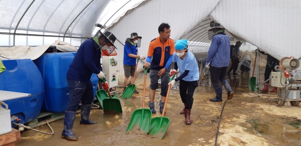 순성면 봉사자들이 수해피해 딸기하우스에서 봉사활동