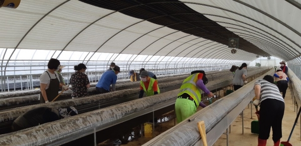 순성면 봉사자들이 수해피해 딸기하우스에서 봉사활동