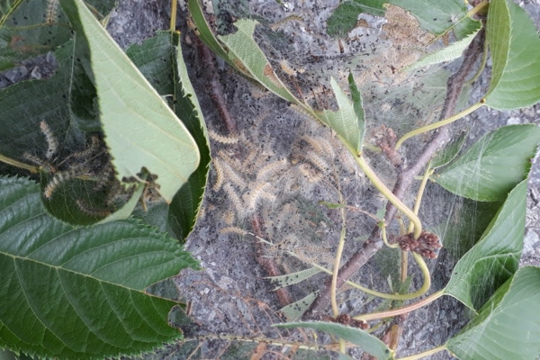 군집생활하는 흰불나방 유충