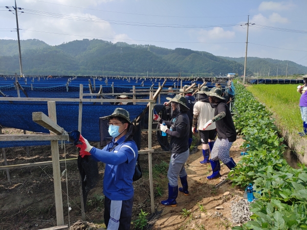 계룡시 공직자들 금산군 수해복구 지원 모습