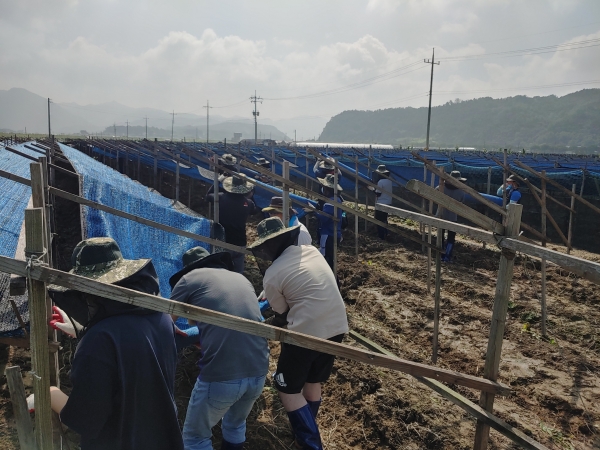 계룡시 공직자들 금산군 수해복구 지원 모습