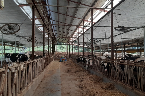 젖소사 차광 개폐시설 설치장면