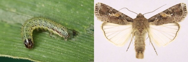 열대거세미나방 유충, 성충