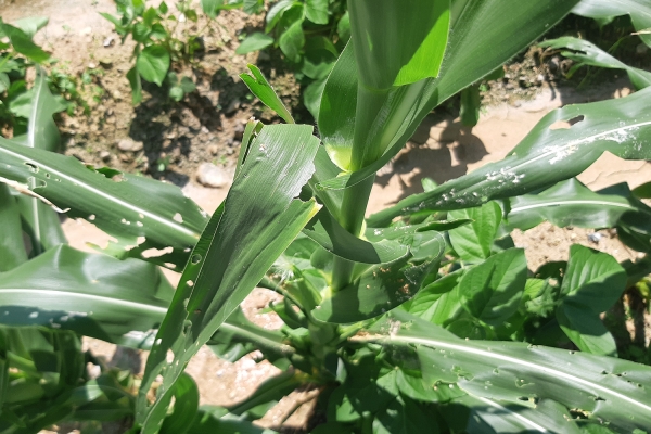 옥수수 피해 사진