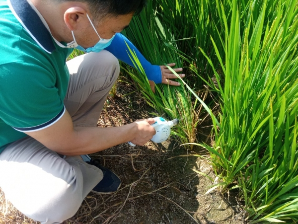 벼 주요병해충 현지예찰 장면