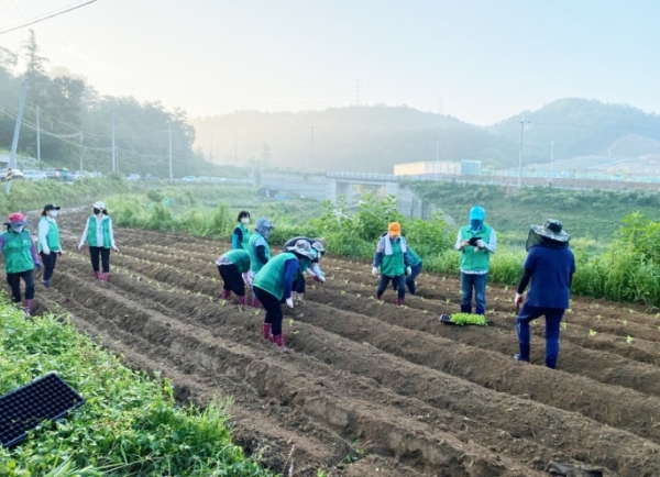 25일 이른 새벽부터 이웃을 위한 사랑의 배추심기 행사 진행