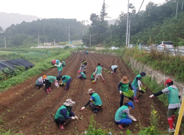 25일 이른 새벽부터 이웃을 위한 사랑의 배추심기 행사 진행