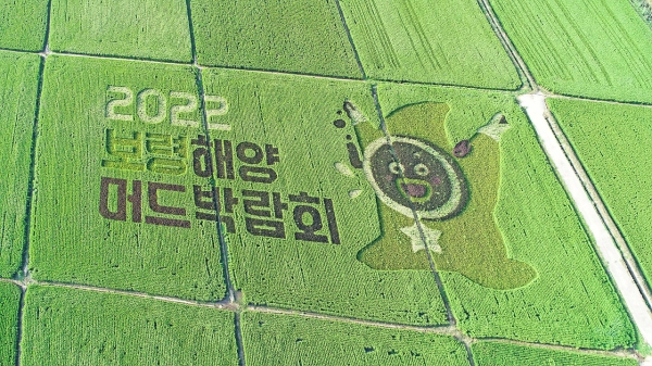 보령해양머드박람회 유색벼 논그림 장면