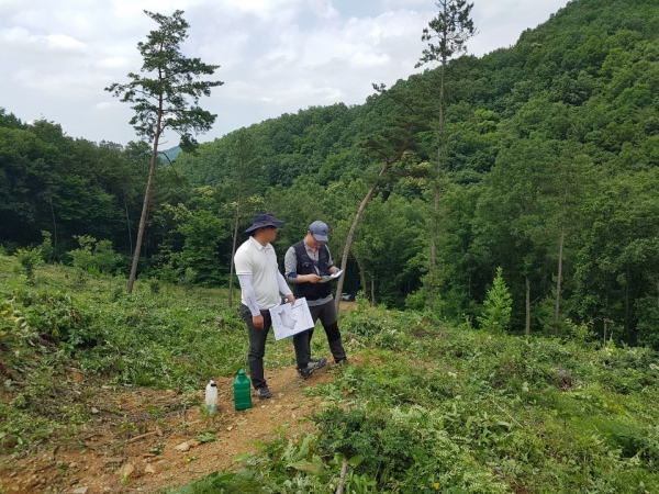 남일면 산림 조림지