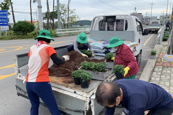 성연면 직원과 성연면 새마을남녀지도자협의회원 40여 명이 국화꽃 화분을 심고 있다.