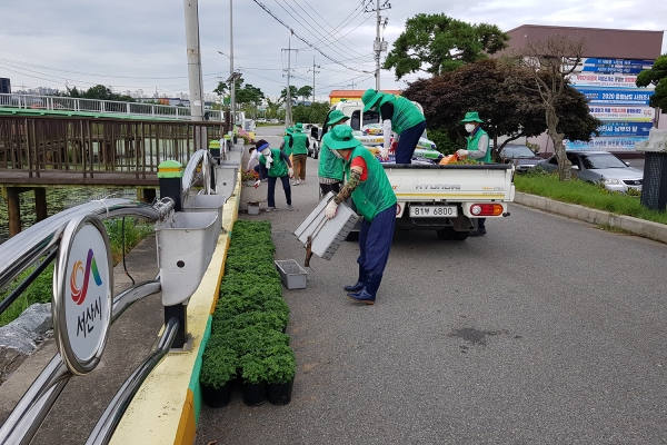 성연면 직원과 성연면 새마을남녀지도자협의회원 40여 명이 국화꽃 화분을 심고 있다.