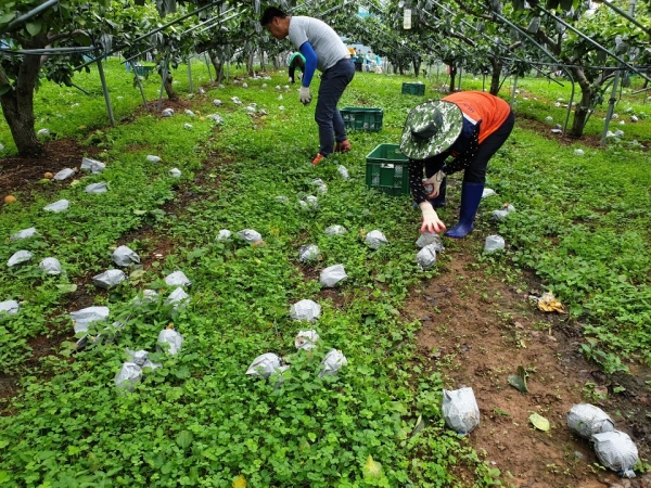 지난해 낙과(배) 농가 일손돕기 장면