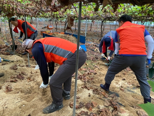 2일 대전시 동구 소호동 관내 포도 재배농가를 찾아 수해복구 및 태풍 피해 예방 일손돕기 실시