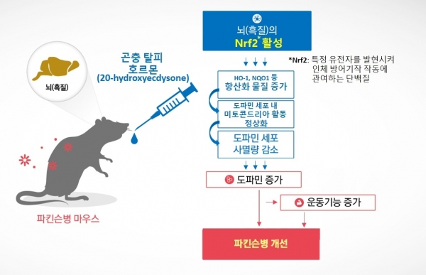 곤충호르몬의 Nrf2 활성을 통한 파킨슨 증상 개선 효능 모식도