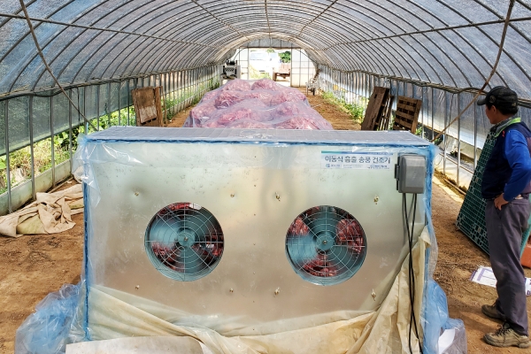 마늘 송풍 건조기를 이용한 마늘 건조 장면