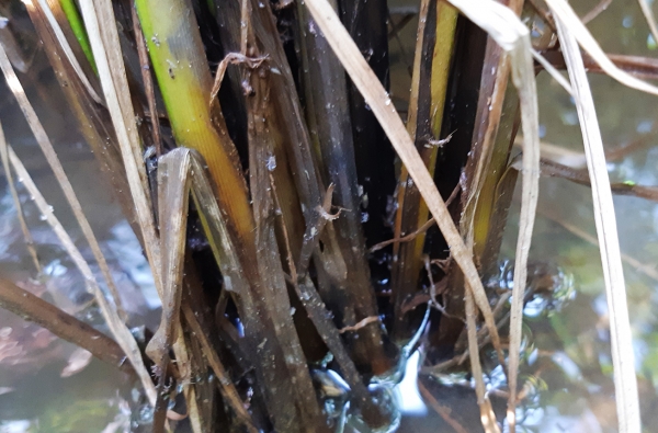 볏대 아래 벼멸구