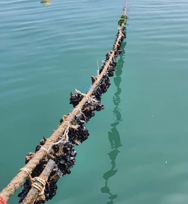 내파수도 인근 해역에서 해삼유생 안착 시설물을 설치하고 있는 모습.