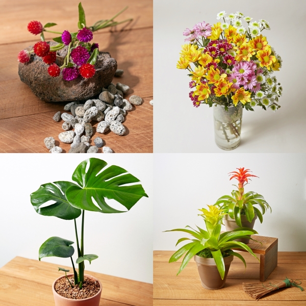 올해의 가을 꽃인 천일홍, 소국, 아나나스, 몬스테라 * 왼쪽 위부터 시계방향으로 천일홍, 소국, 아나나스, 몬스테라