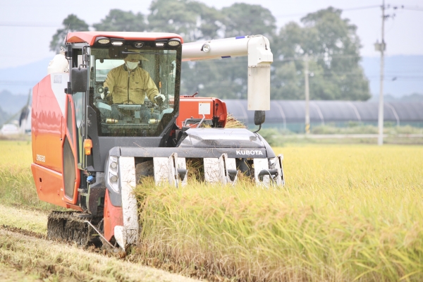11일 천안시 성남면 대흥리 들녘에서 박상돈 천안시장이 농민들과 올해 천안지역 첫 벼를 수확하고 있다.