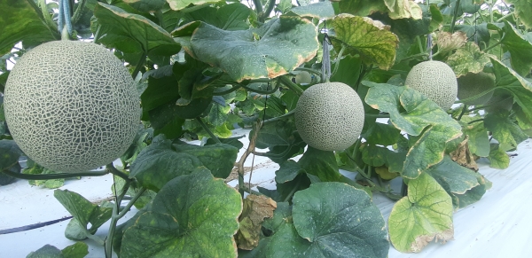 천안시 수신면의 가을멜론