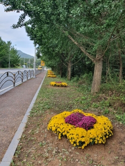 국화거리 조성
