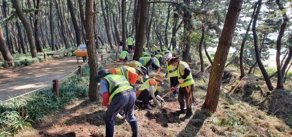 송림산림욕장에 새로운 볼거리 ‘꽃무릇’ 식재