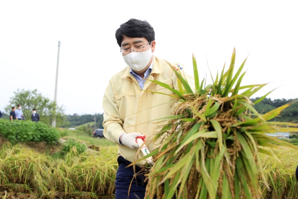 17일 맹정호서산시장이 벼를 수확하고 있다