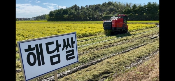 해담벼 수확 모습