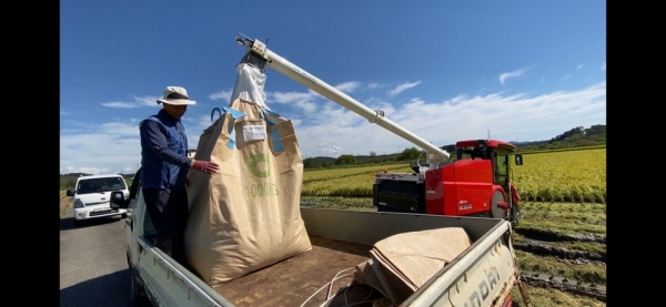 해담벼 수확 모습