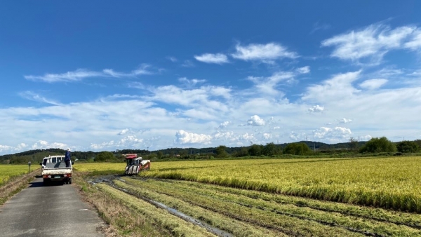 해담벼 수확 모습