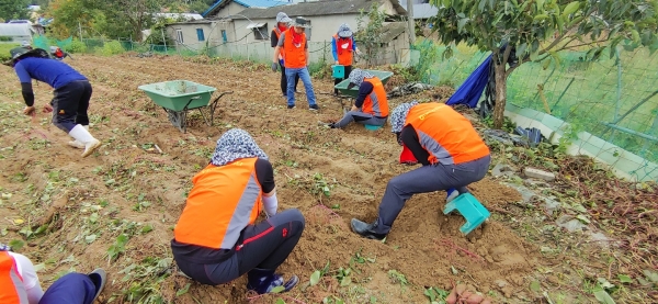 수확철 농촌일손돕기 봉사 모습