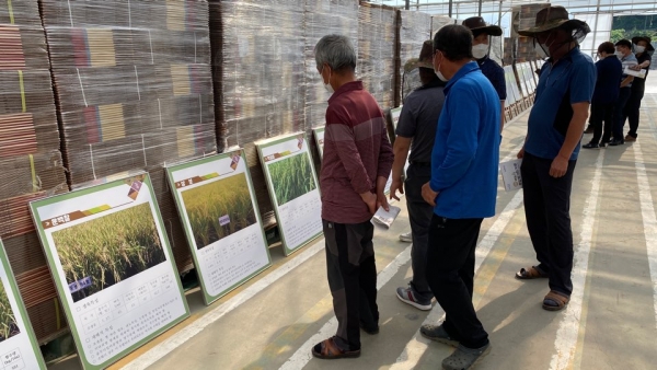 당진 벼농사 종합 평가회 개최 모습