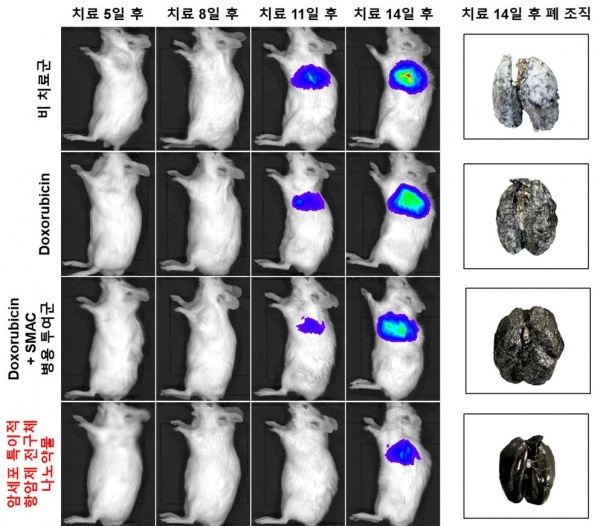 생체발광 영상을 이용한 폐 전이암 동물 모델 내 치료 효능평가 결과.