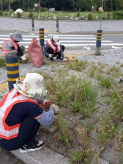 명절을 맞아 도로변 제초작업을 하고 있다.