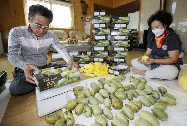 태안읍 도내리의 한 농가에서 ‘포포나무’ 열매를 수확하고 있는 모습.