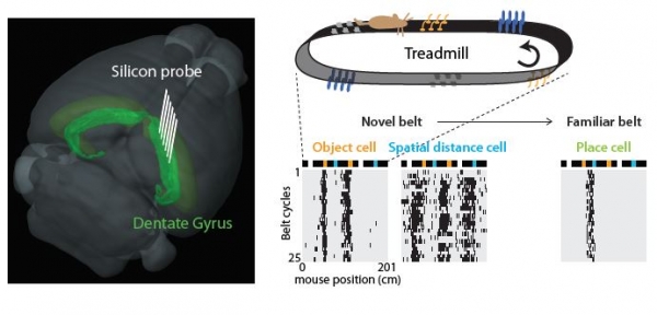 트레드밀 학습 중 세포의 활동 기록.