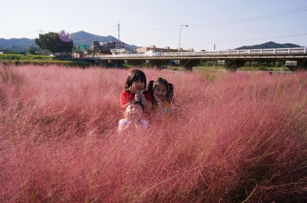 유구천 핑크뮬리단지 사진