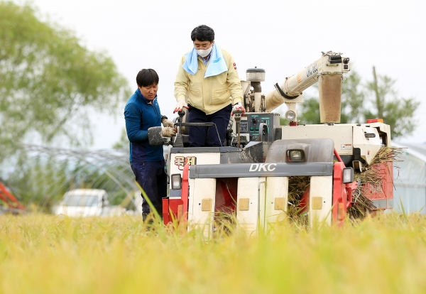 맹정호 서산시장이 콤바인으로 벼를 수확하고 있다.
