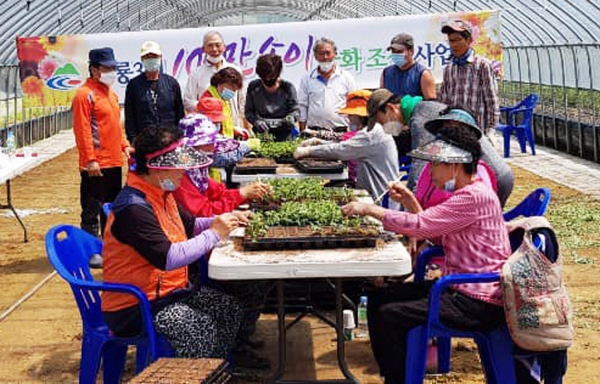 청양 구룡3리 주민들 ‘국화축제’ 준비 한창-5월 모종 심기 모습
