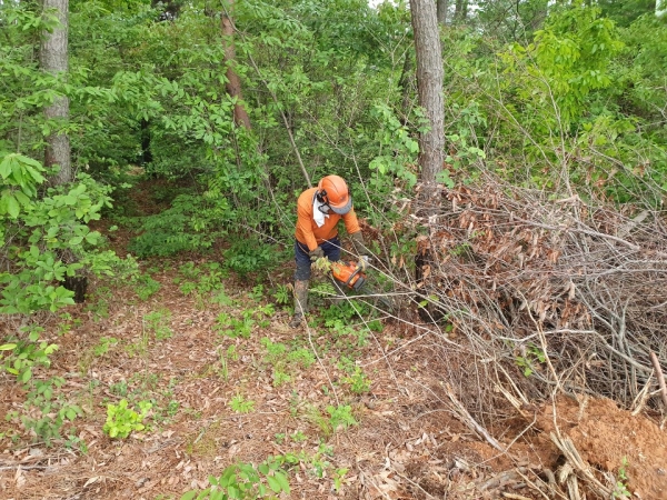 서천군, 숲 가꾸기 사업 완료