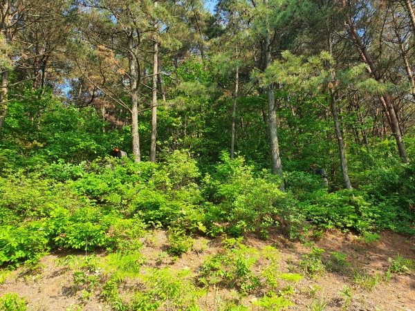 서천군, 숲 가꾸기 사업 완료