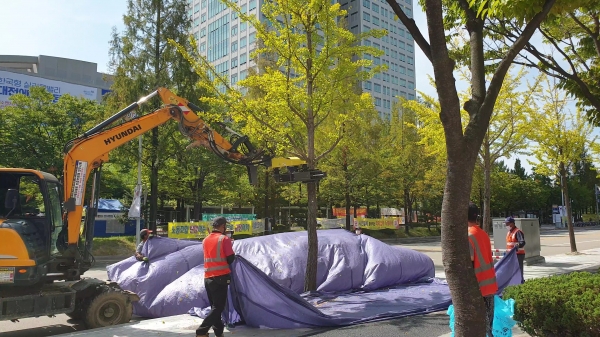 진동 수확기로 은행을 털고 있는 모습