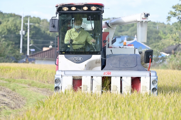 김정섭 공주시장이 지난 5일 가을 수확기를 맞아 벼 베기 작업에 직접 참여 모습