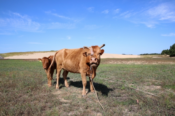 신두리 해안사구 한우 방목 모습.