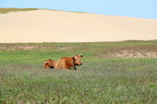 신두리 해안사구 한우 방목 모습.